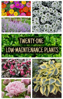 21 Low-Maintenance Plants Graphic
Garden Design
Calimesa, CA