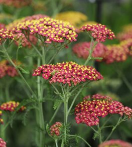 PAPRIKA YARROW