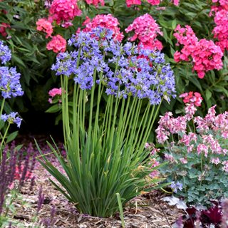 Agapanthus Little Galaxy, Agapanthus In The Garden
Proven Winners
Sycamore, IL