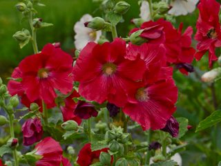 Alcea Rosa 'mars Magic', Red Hollyhock
"Dream Team's" Portland Garden
Proven Winners
Sycamore, IL