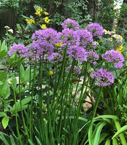 'MILLENIUM' ALLIUM