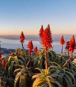 ALOE