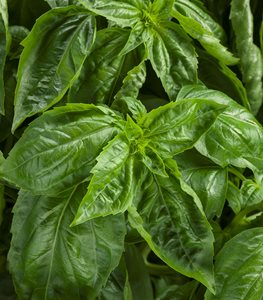 Amazel Basil, Basil Plant, Herb
Proven Winners
Sycamore, IL