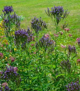 AMERICAN BLUE VERVAIN