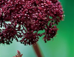 Angelica Gigas, Korean Angelica
I Love This Plant
Garden Design
Calimesa, CA