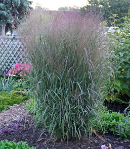 PRAIRIE WINDS 'APACHE ROSE' SWITCHGRASS