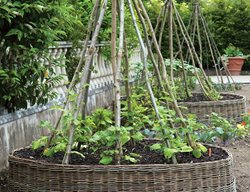 Arbors
Edible Garden Pictures
Garden Design
Calimesa, CA