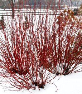 ARCTIC FIRE RED OSIER DOGWOOD