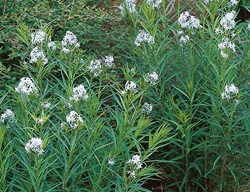 Arkansas Blue Star, Amsonia Hubrichtii
I Love This Plant
Garden Design
Calimesa, CA