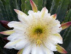 Succulent and Cacti Pictures
Arlington Garden
Pasadena, CA