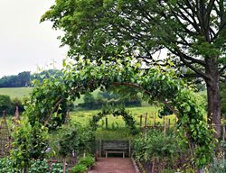 Edible Garden Pictures
Arne Maynard
London, England