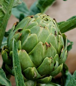 Artichokes