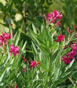 AUSTIN PRETTY LIMITS® OLEANDER