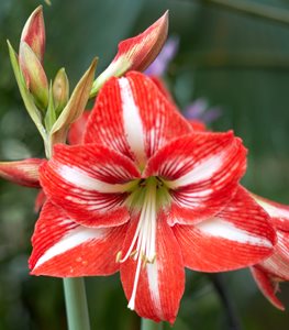 'BABY STAR' AMARYLLIS