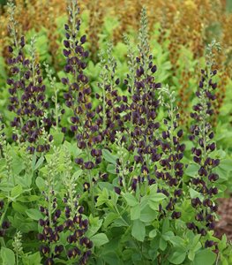 Decadence® 'Dark Chocolate' baptisia