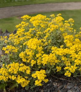 BASKET OF GOLD