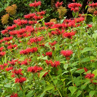 BEE BALM