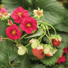 Berried Treasure Strawberry, Red Flower
Proven Winners
Sycamore, IL