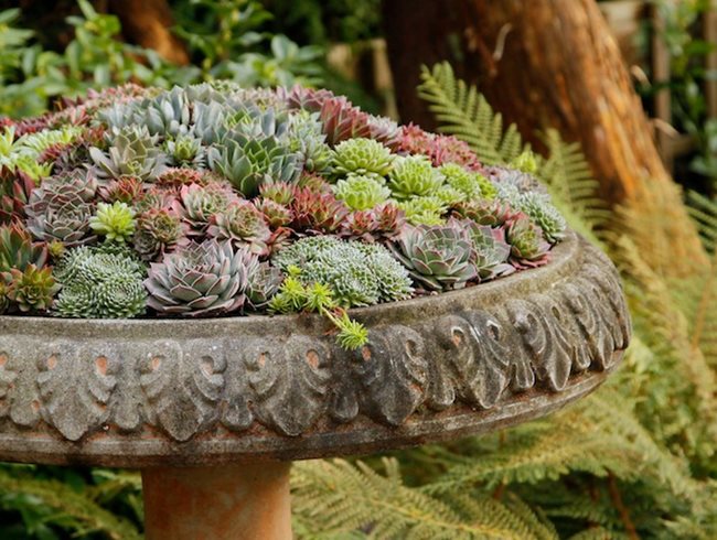 Birdbath Container, Sempervivum Container
Pot Incorporated
Vancouver, BC