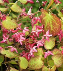 barrenwort plant