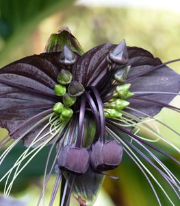 Black Bat Flower