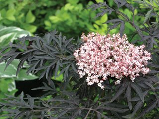 Black Lace Elderberry, Black Foliage
Proven Winners
Sycamore, IL