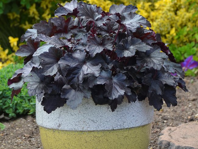 Black Pearl Heuchera, Heuchera Hybrid
Proven Winners
Sycamore, IL