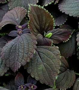 ColorBlaze® Newly Noir™ coleus