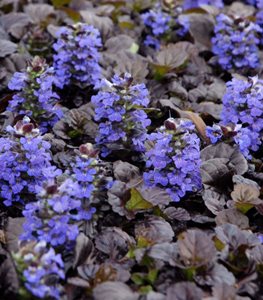 BLACK SCALLOP AJUGA BUGLEWEED