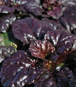 'Black Scallop' bugleweed