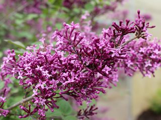 Bloomerange Dark Purple Lilac, Syringa Vulgaris, Purple Flowers
"Dream Team's" Portland Garden
Proven Winners
Sycamore, IL