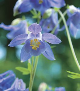 Columbine