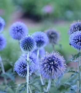 GLOBE THISTLE