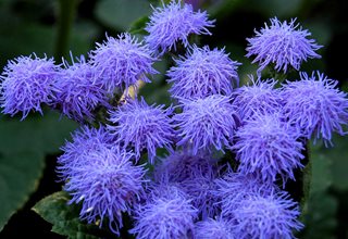 Blue Mink Floss Flower, Ageratum Houstonianum
Shutterstock.com
New York, NY