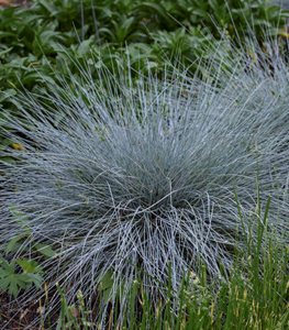 ‘Blue Whiskers’ blue fescue