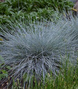 'BLUE WHISKERS' BLUE FESCUE