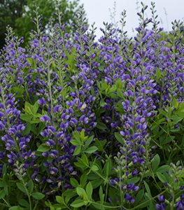 Decadence® 'Blueberry Sundae' baptisia