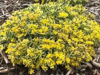 Boogie Woogie Sedum, Sedum, Yellow Flowered Ground Cover
Proven Winners
Sycamore, IL