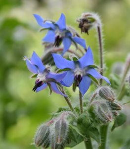 Borage flower