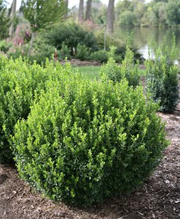 BOXWOOD