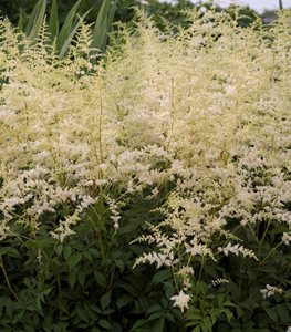 'Bridal Veil' Astilbe plant