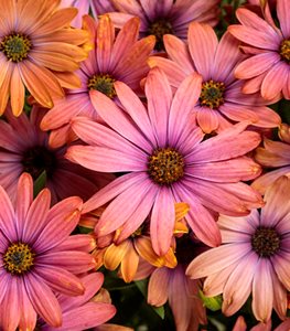 AFRICAN DAISY