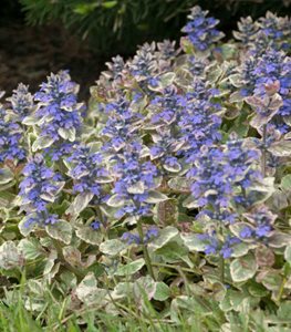 BUGLEWEED