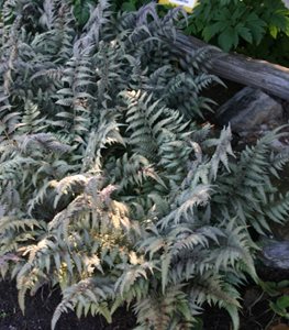 BURGUNDY LACE JAPANESE PAINTED FERN