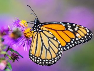 Butterfly On Aster Flower
Shutterstock.com
New York, NY