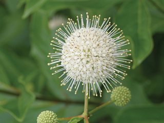 Buttonbush Flower
Proven Winners
Sycamore, IL