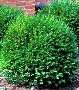 ‘GREEN GEM’ BOXWOOD