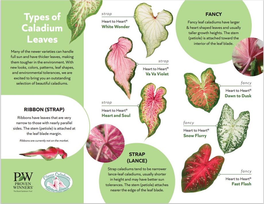 Caladium Leaves
Proven Winners
Sycamore, IL