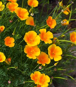 CALIFORNIA POPPY