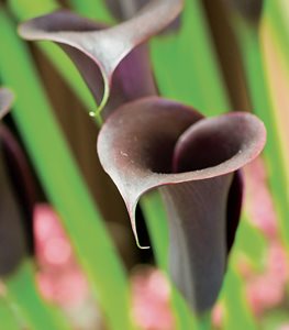 'Odessa' calla lily